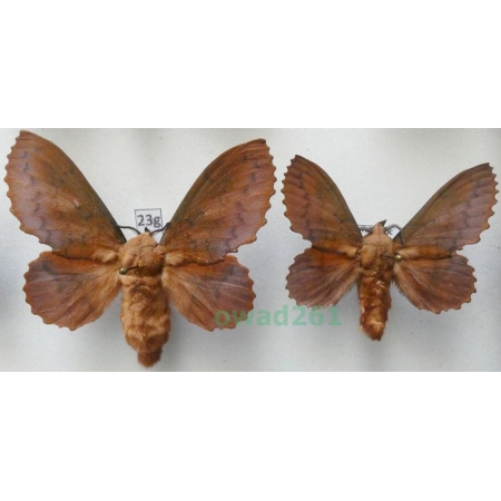 Gastropacha quercifolia (Linnaeus, 1758) pair ex. ovo Czech23g